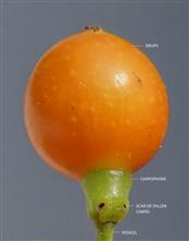 Fruit